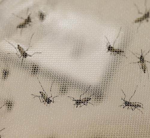 Especialistas alertam para epidemias de zika e chikungunya no verão