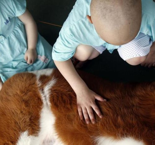 Pacientes de hospital de Caxias do Sul receberão a visita de animais disponíveis para adoção