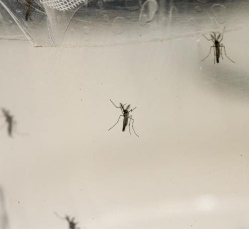 Zika e chikungunya caem pela metade, mas dengue cresce no país, diz boletim