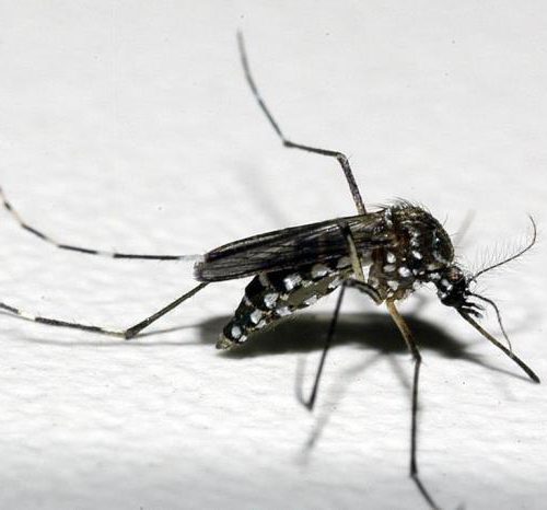 Secretaria Estadual da Saúde mantém alerta de cuidados para evitar a dengue no RS