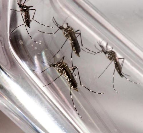 Porto Alegre já registra mais de 60 casos de dengue em 2019