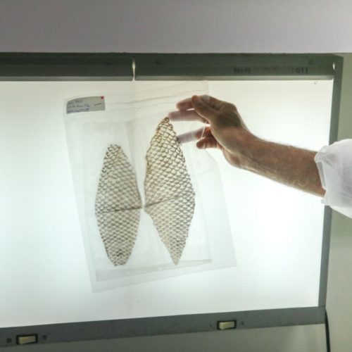 SUS poderá incorporar pele de tilápia para tratamento de queimados