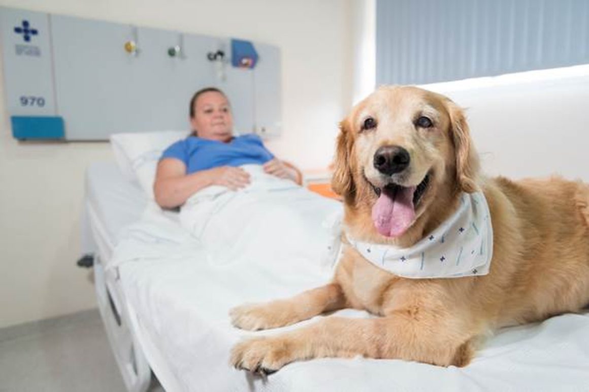 Governo sanciona lei que permite entrada de animais em hospitais do RS