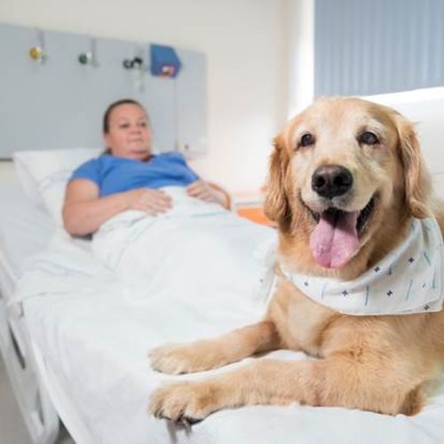 Governo sanciona lei que permite entrada de animais em hospitais do RS