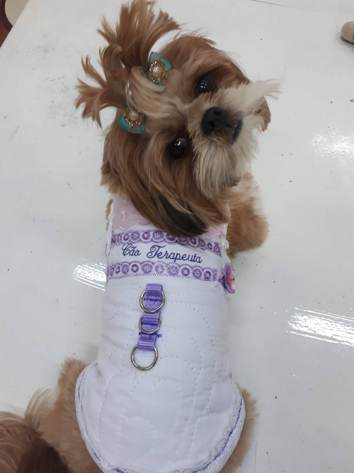 Hospital Sapiranga inicia projeto com cão terapeuta