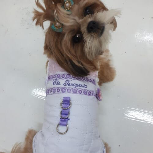 Hospital Sapiranga inicia projeto com cão terapeuta